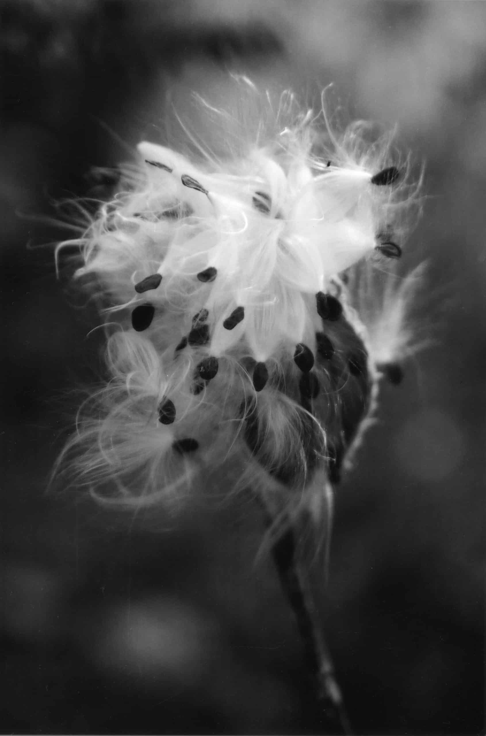 Flower Black and White Black and white flower