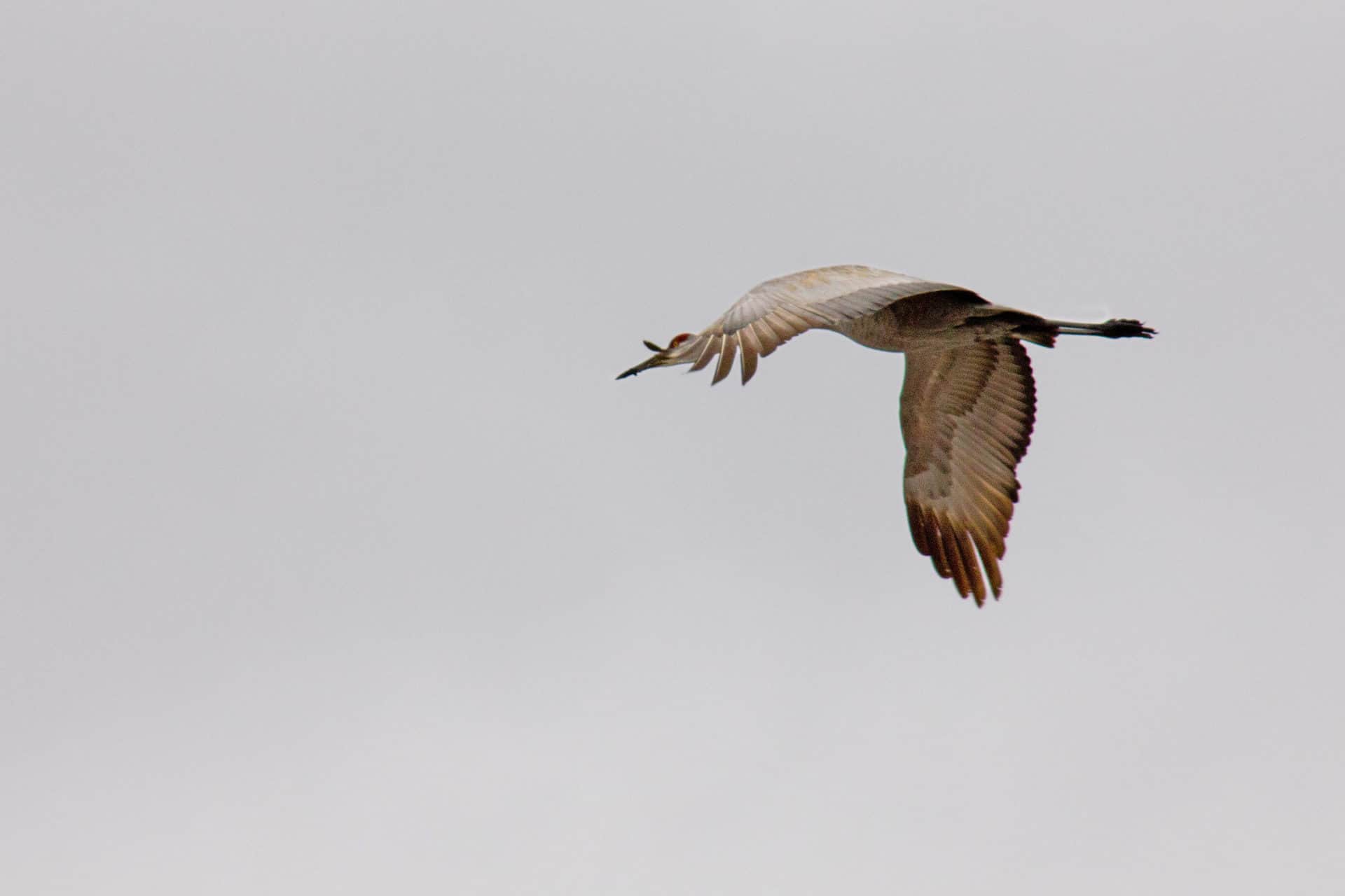 Bird Flying Bird fling through clouds