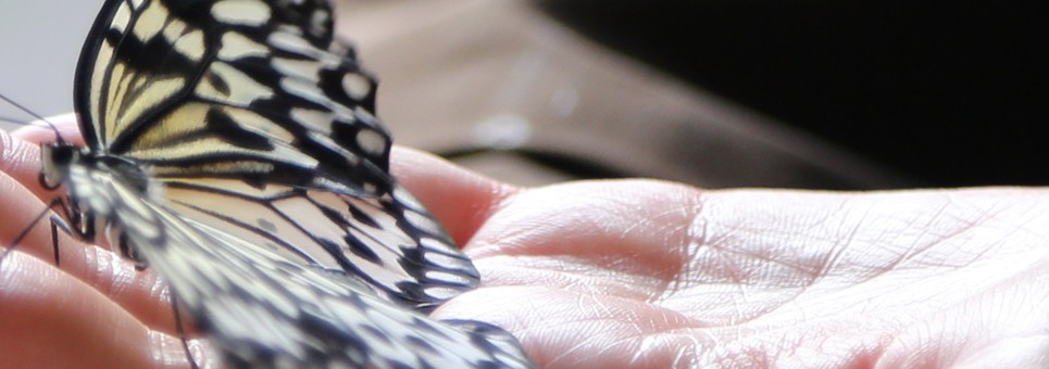 Butterfly on hand