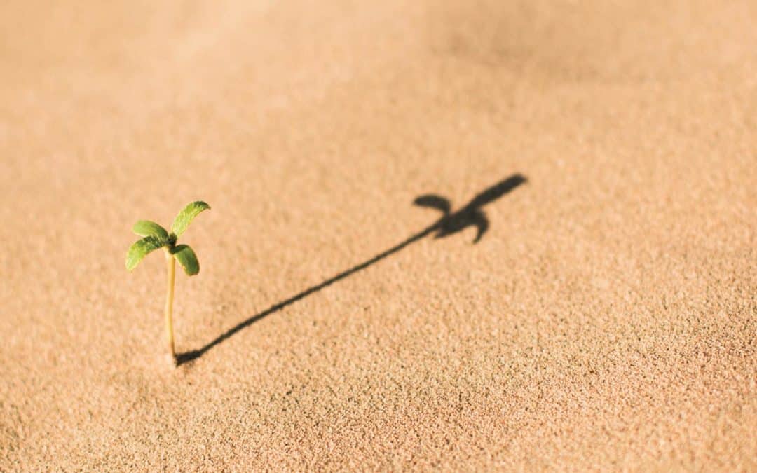 Patience – A Beautiful Fruit!