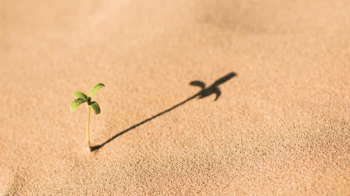 plant sprouting from the sand