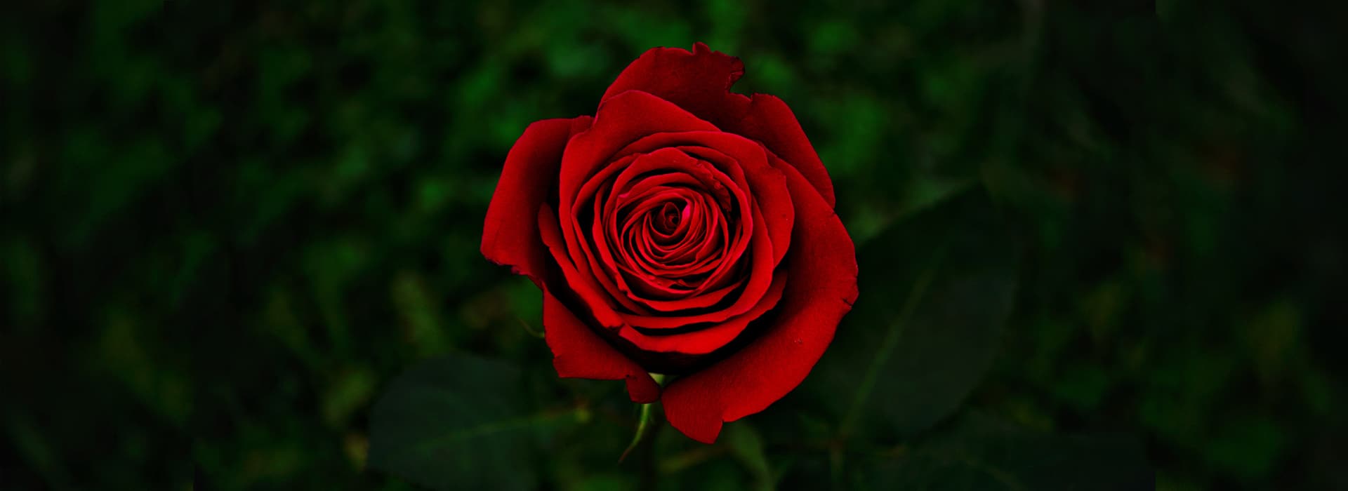Red rose coming out of darkness