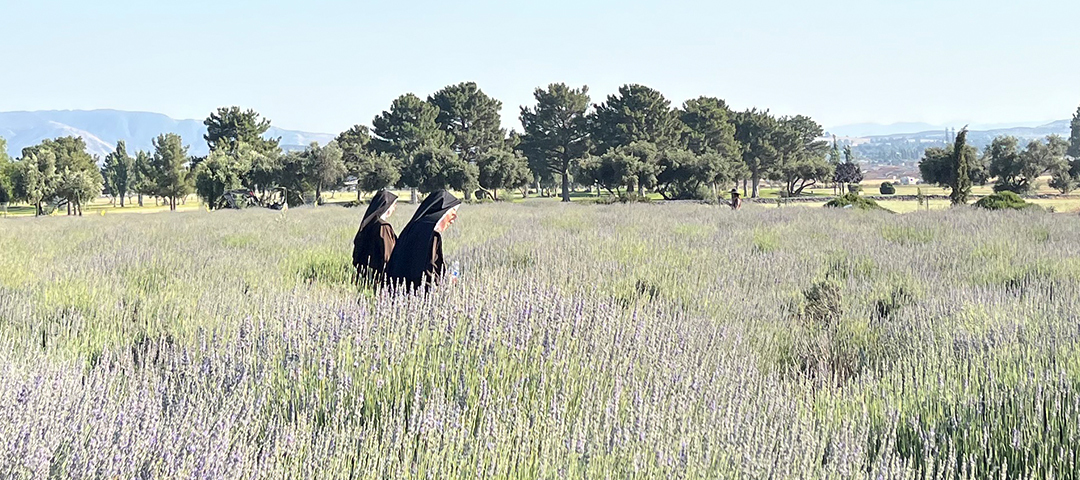 Two Carmelite Sisters walking in a field of flowers.