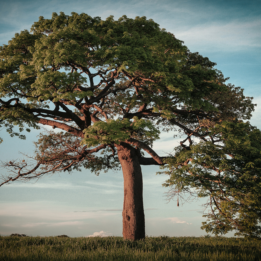 A massive tree standing alone on a field of grass, blue sky behind it.