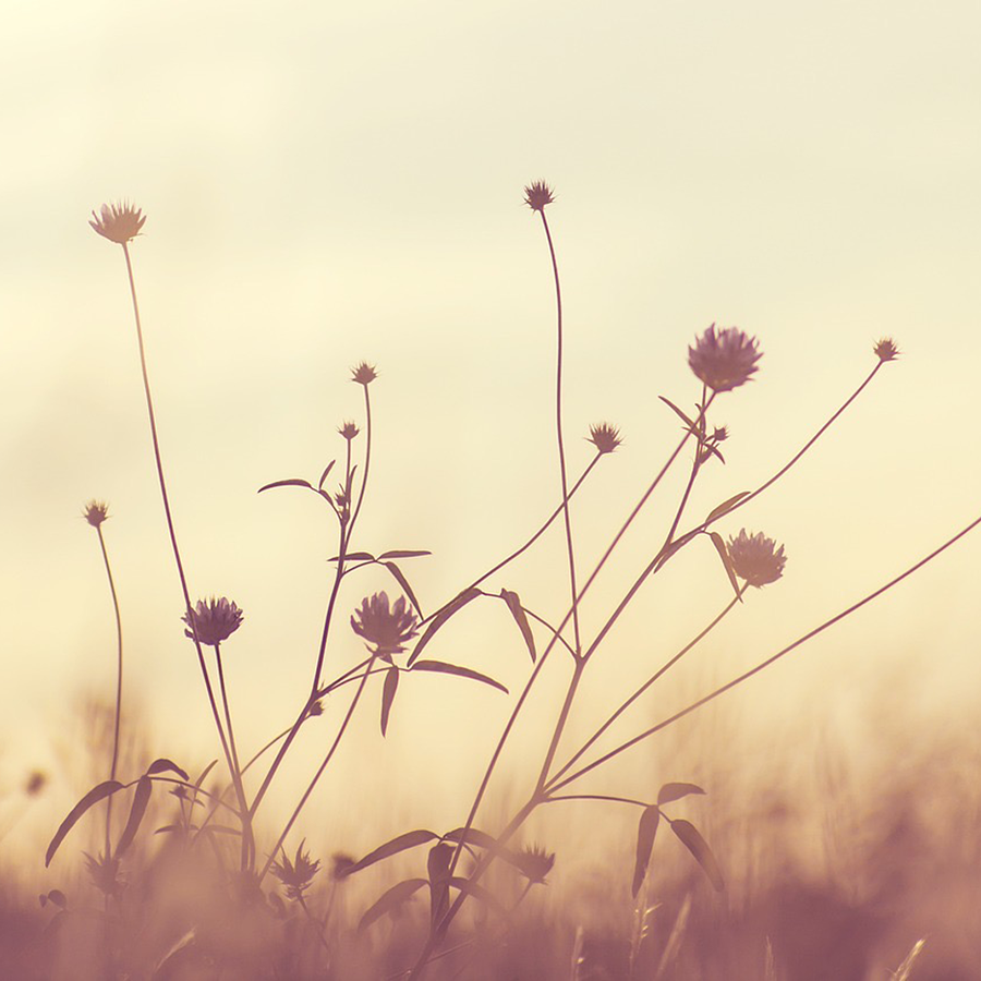 Small, fragile flowers swaying in the wind.