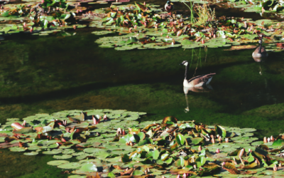 Mother Luisita’s Letter on Worry and Anxiety