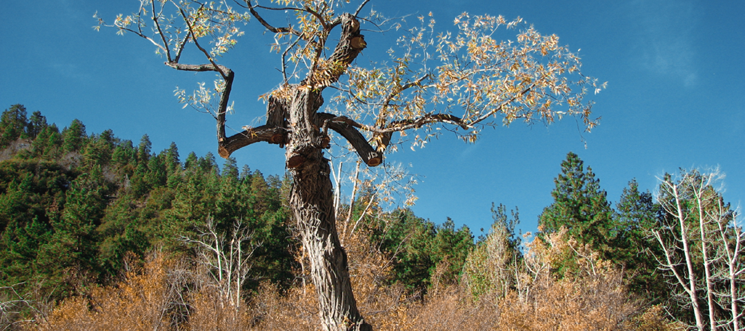Mother Luisita’s Letter about Carrying Your Cross