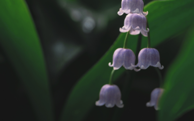 Mother Luisita’s Letter during Times of Sickness