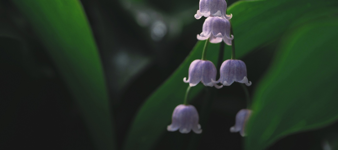 Mother Luisita’s Letter during Times of Sickness