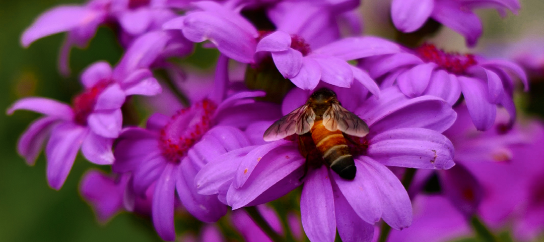 Mother Luisita’s Letter on Hearing God
