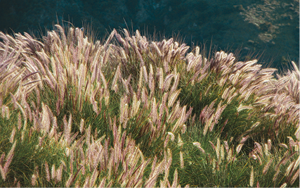 Wind blowing through cattail bushes