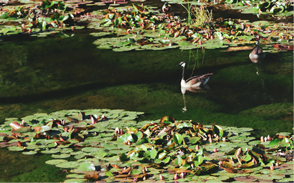 Two ducks float on a clear strip of an algae filled and lily-pad covered lake.