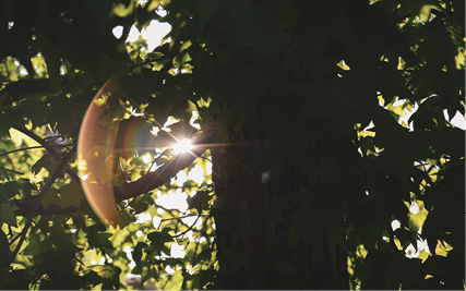 Sunlight peaking through heavy leaf coverage.