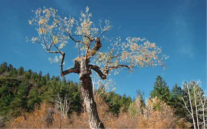 A dried out tree still retains some leaf growth. A vibrant forest is seen behind.