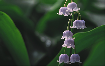 Purple flowers hang from a green shoot.