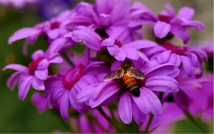 Vibrant purple flowers being pollinated by a bee.