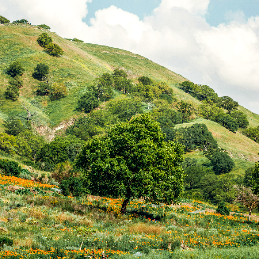 A Sister kneeling by herself in the chapel. Light rays illuminate her and the crucifix.