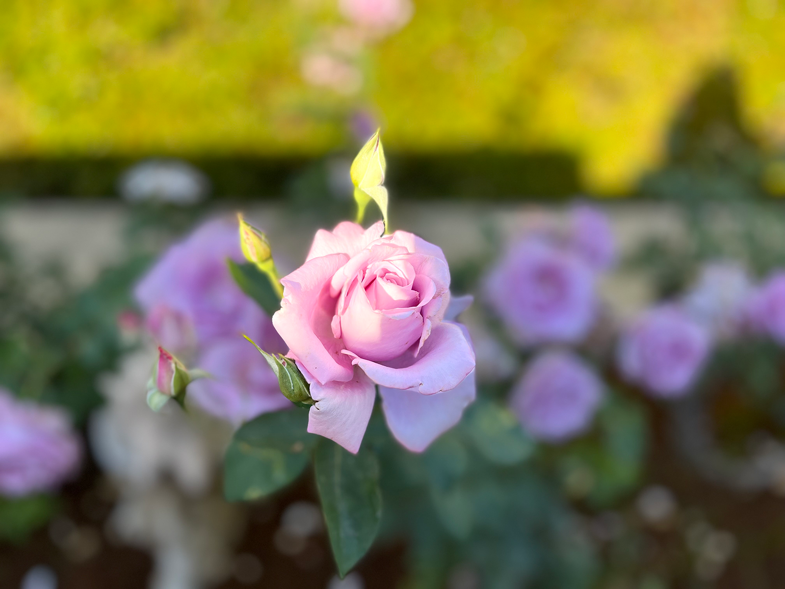 Overhead shot of Carmelite Sisters at adoration. The congregation is in darkness while the altar is brightly lit.