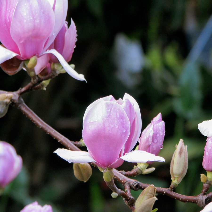 A branch of pink flower buds. Some are flowering open.