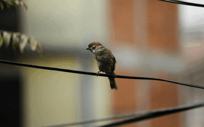 Story of a Soul: Weak little bird