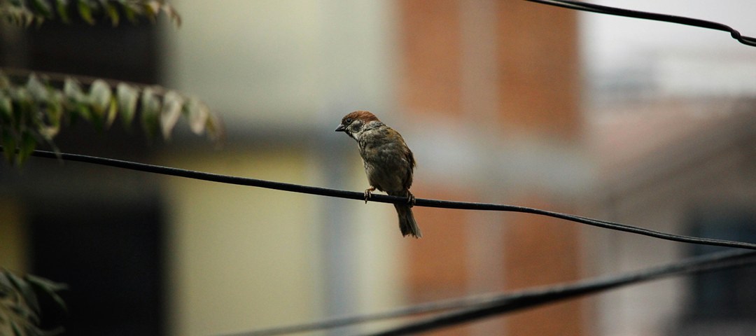 A sparrow perched on a thin branch. Out of focus buildings in the background.