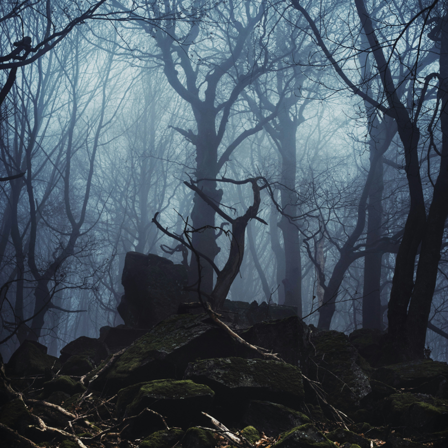 Empty forest with bare leaves and foggy sky.