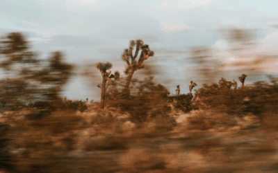 Footsteps of Divine Mercy