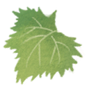 leaf-05